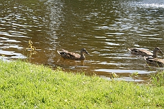 IMG_000251