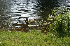 IMG_000253