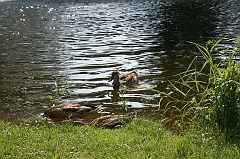 IMG_000255