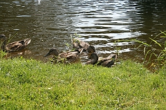 IMG_000258