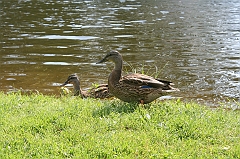 IMG_000260