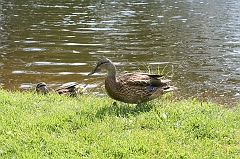 IMG_000261