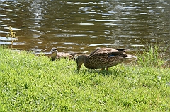 IMG_000262