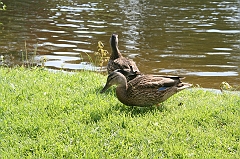 IMG_000264