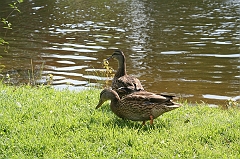 IMG_000265