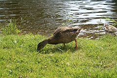 IMG_000266