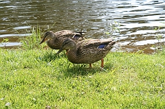 IMG_000268