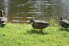IMG_000270