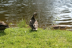IMG_000273