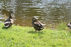 IMG_000276