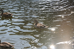 IMG_000288