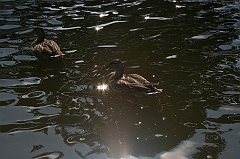 IMG_000289