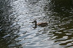 IMG_000290
