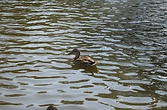 IMG_000291