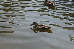 IMG_000292