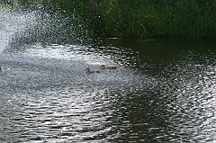 IMG_000293