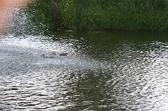 IMG_000294