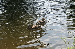 IMG_000297