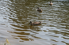 IMG_000298