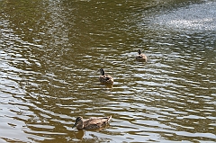 IMG_000299