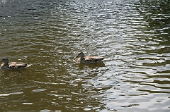 IMG_000307