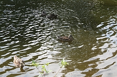 IMG_000309