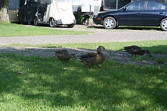 IMG_000316