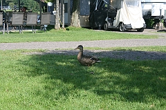 IMG_000333