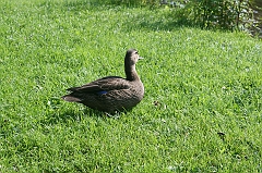 IMG_000334