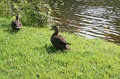 IMG_000337