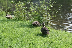 IMG_000338