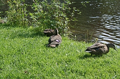 IMG_000339
