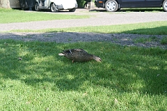 IMG_000351
