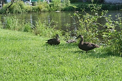 IMG_000355