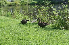 IMG_000356