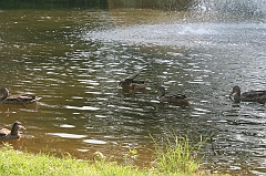 IMG_000360