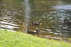 IMG_000361
