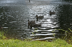 IMG_000365