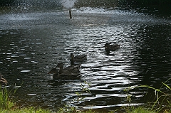 IMG_000366