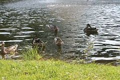 IMG_000372