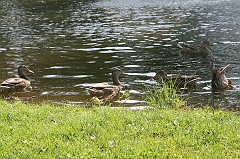 IMG_000374