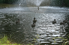 IMG_000375