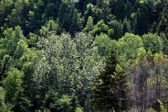 4L4C1742