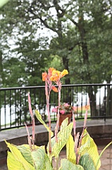 C5D_099824