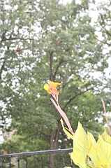 C5D_099825