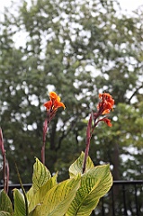 C5D_099827