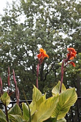 C5D_099828