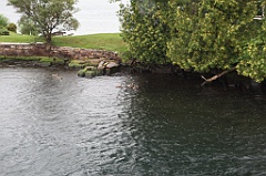 C5D_099911