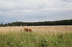 C5D_100145
