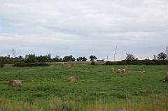 C5D_100146